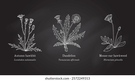 Collection of edible and medicinal plants. Hand drawn botanical vector illustration