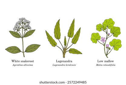 Collection of edible and medicinal plants. Hand drawn botanical vector illustration