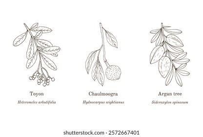 Collection of edible and medicinal plants. Hand drawn botanical vector illustration