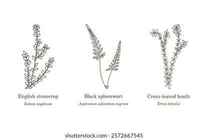 Collection of edible and medicinal plants. Hand drawn botanical vector illustration