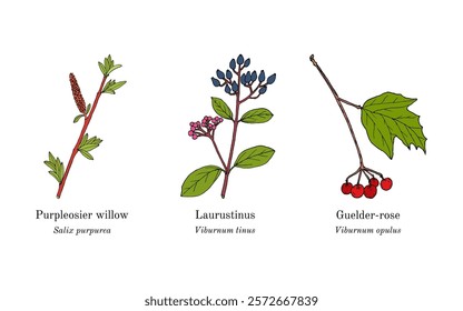 Collection of edible and medicinal plants. Hand drawn botanical vector illustration