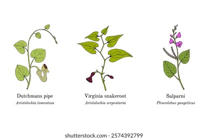 Collection of edible and medicinal plants. Hand drawn botanical vector illustration