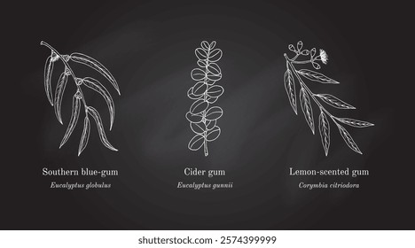 Collection of edible and medicinal plants. Hand drawn botanical vector illustration