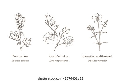 Collection of edible and medicinal plants. Hand drawn botanical vector illustration