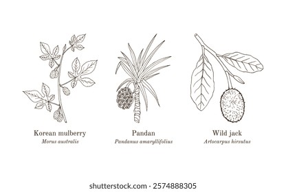 Collection of edible and medicinal plants. Hand drawn botanical vector illustration