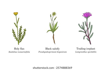 Collection of edible and medicinal plants. Hand drawn botanical vector illustration