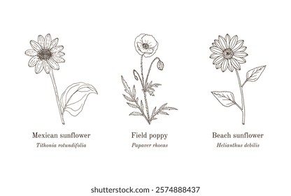 Collection of edible and medicinal plants. Hand drawn botanical vector illustration