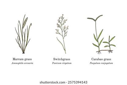 Collection of edible and medicinal plants. Hand drawn botanical vector illustration