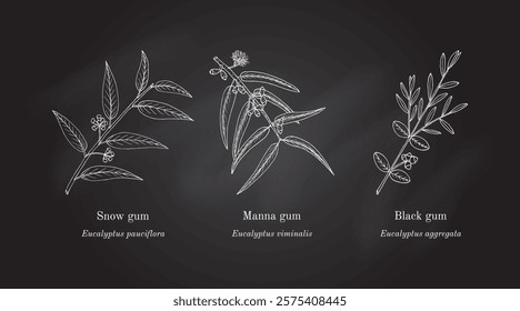 Collection of edible and medicinal plants. Hand drawn botanical vector illustration