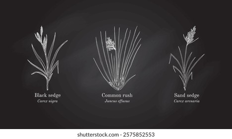 Collection of edible and medicinal plants. Hand drawn botanical vector illustration