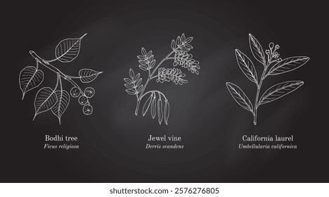 Collection of edible and medicinal plants. Hand drawn botanical vector illustration