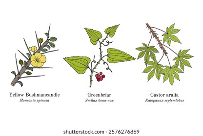 Collection of edible and medicinal plants. Hand drawn botanical vector illustration