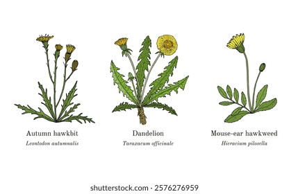 Collection of edible and medicinal plants. Hand drawn botanical vector illustration