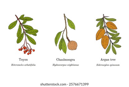 Collection of edible and medicinal plants. Hand drawn botanical vector illustration