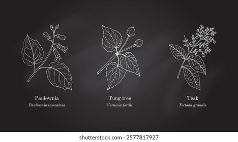 Collection of edible and medicinal plants. Hand drawn botanical vector illustration