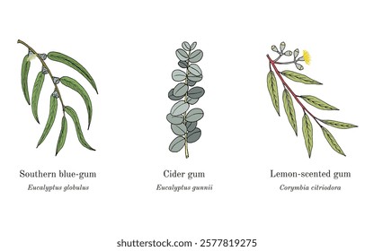 Collection of edible and medicinal plants. Hand drawn botanical vector illustration