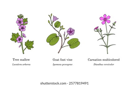 Collection of edible and medicinal plants. Hand drawn botanical vector illustration