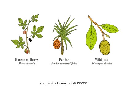 Collection of edible and medicinal plants. Hand drawn botanical vector illustration