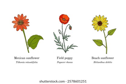 Collection of edible and medicinal plants. Hand drawn botanical vector illustration