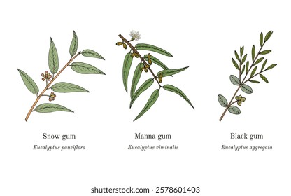 Collection of edible and medicinal plants. Hand drawn botanical vector illustration