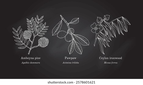 Collection of edible and medicinal plants. Hand drawn botanical vector illustration