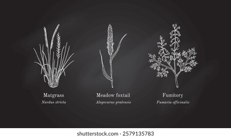 Collection of edible and medicinal plants. Hand drawn botanical vector illustration