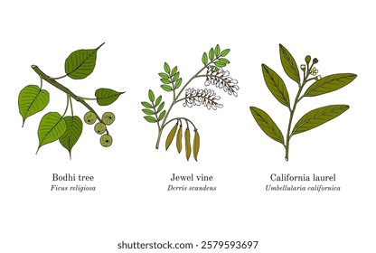 Collection of edible and medicinal plants. Hand drawn botanical vector illustration