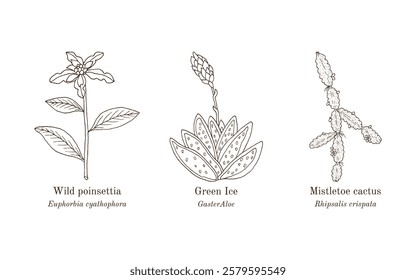 Collection of edible and medicinal plants. Hand drawn botanical vector illustration