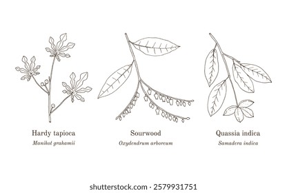 Collection of edible and medicinal plants. Hand drawn botanical vector illustration