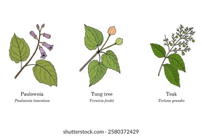 Collection of edible and medicinal plants. Hand drawn botanical vector illustration