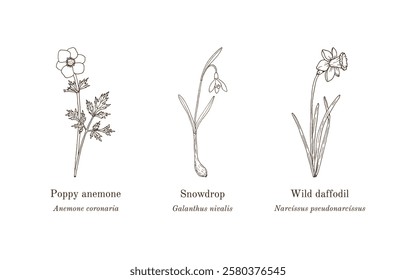 Collection of edible and medicinal plants. Hand drawn botanical vector illustration