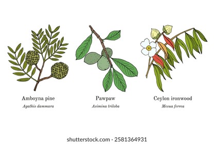 Collection of edible and medicinal plants. Hand drawn botanical vector illustration