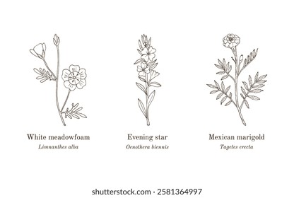 Collection of edible and medicinal plants. Hand drawn botanical vector illustration