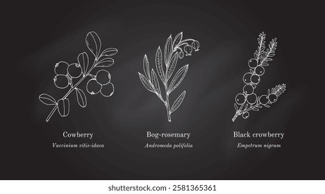 Collection of edible and medicinal plants. Hand drawn botanical vector illustration