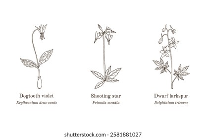 Collection of edible and medicinal plants. Hand drawn botanical vector illustration