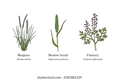 Collection of edible and medicinal plants. Hand drawn botanical vector illustration