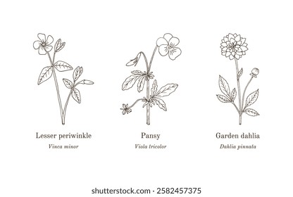 Collection of edible and medicinal plants. Hand drawn botanical vector illustration