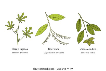 Collection of edible and medicinal plants. Hand drawn botanical vector illustration