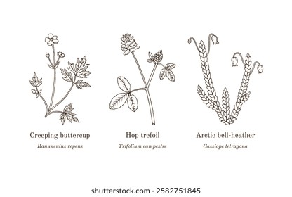 Collection of edible and medicinal plants. Hand drawn botanical vector illustration