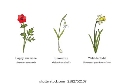 Collection of edible and medicinal plants. Hand drawn botanical vector illustration