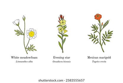 Collection of edible and medicinal plants. Hand drawn botanical vector illustration