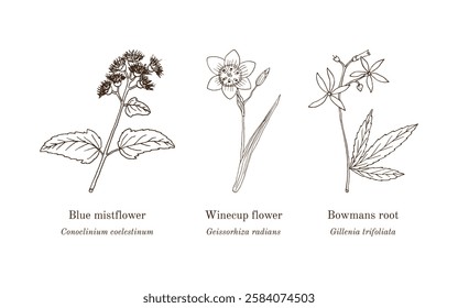 Collection of edible and medicinal plants. Hand drawn botanical vector illustration