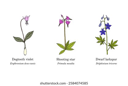 Collection of edible and medicinal plants. Hand drawn botanical vector illustration