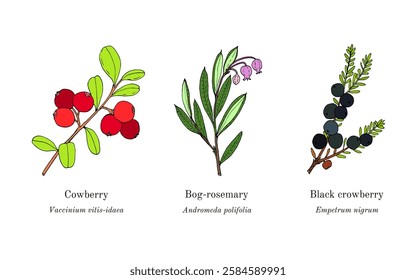 Collection of edible and medicinal plants. Hand drawn botanical vector illustration