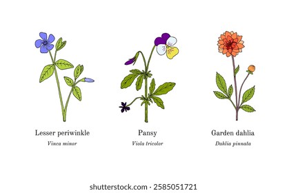 Collection of edible and medicinal plants. Hand drawn botanical vector illustration