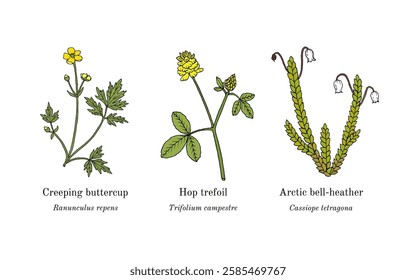 Collection of edible and medicinal plants. Hand drawn botanical vector illustration