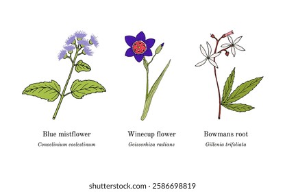 Collection of edible and medicinal plants. Hand drawn botanical vector illustration