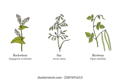 Collection of edible and medicinal plants. Hand drawn botanical vector illustration