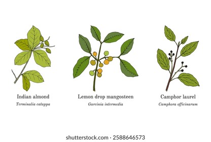 Collection of edible and medicinal plants. Hand drawn botanical vector illustration