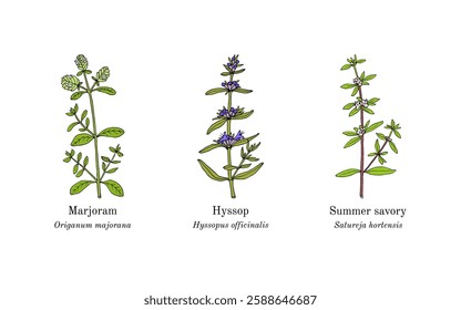 Collection of edible and medicinal plants. Hand drawn botanical vector illustration